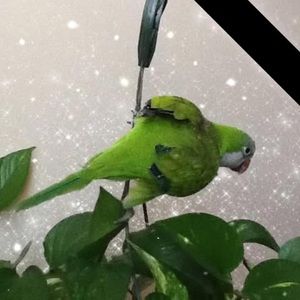 Meet your Posher, Farah